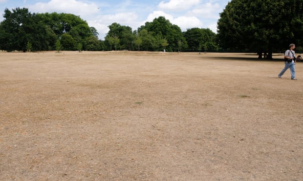 Parched grass in Hyde Park, London, earlier this week.