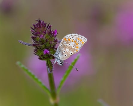 Northern Brown Argus butterfly