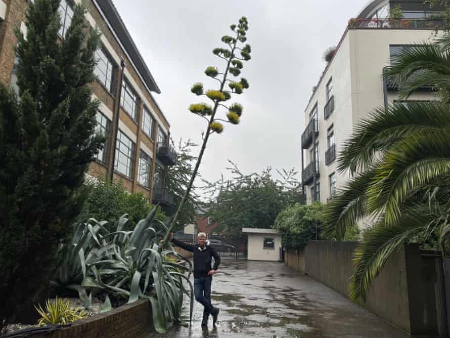 Adrian Chiles and a magnificent century plant