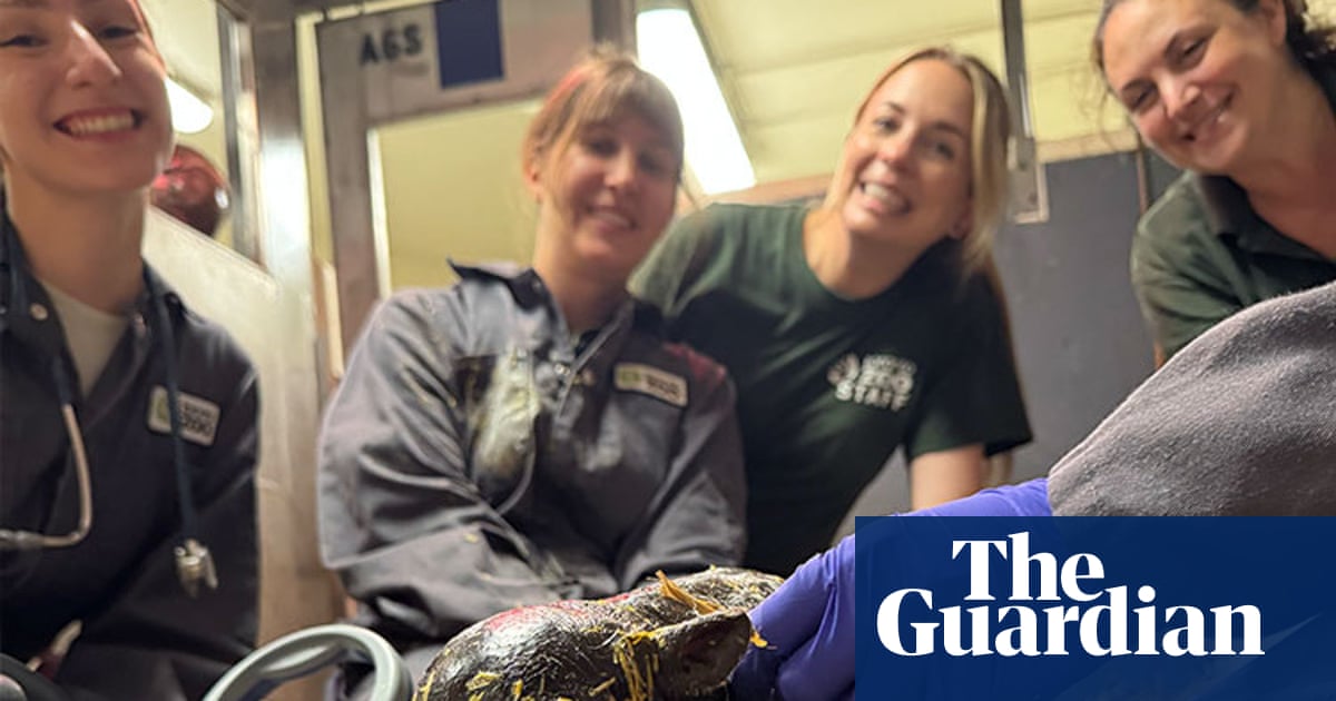 Toronto Zoo announces birth of pygmy hippo calf, third for mother Kindia