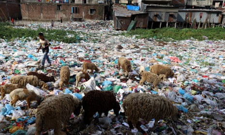 Sheep grazing among plastic waste