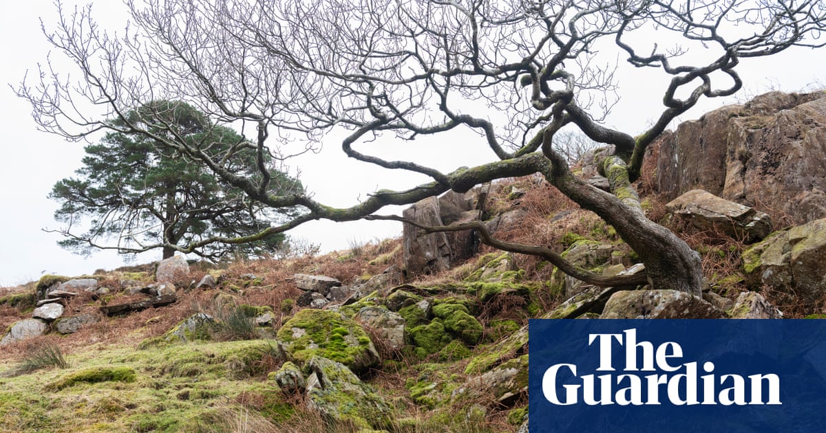 More than 100,000 trees to be planted in Devon to boost Celtic rainforest | Trees and forests