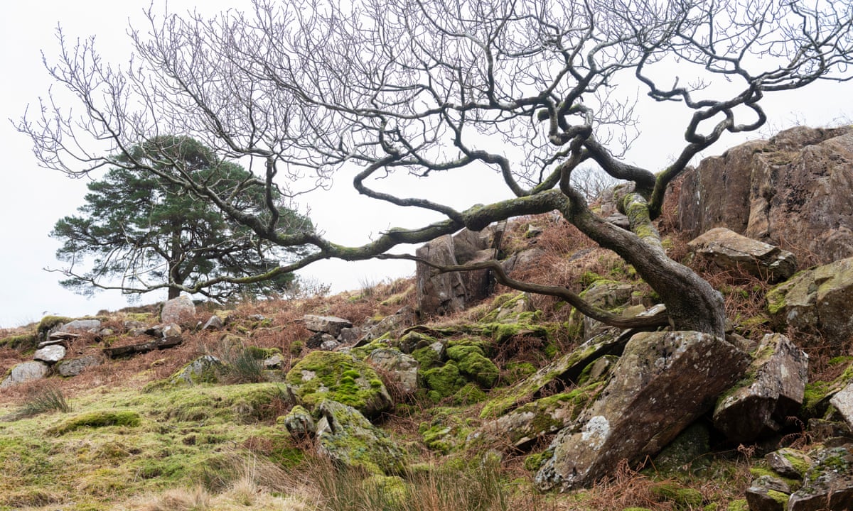 Ancient rainforest to be restored in Devon