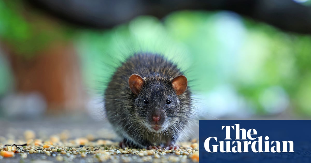 ‘Perfect rat storm’: urban rodent numbers soar as the climate heats, study finds | Urban wildlife ‘Perfect rat storm’: urban rodent numbers soar as the climate heats, study finds | Urban wildlife