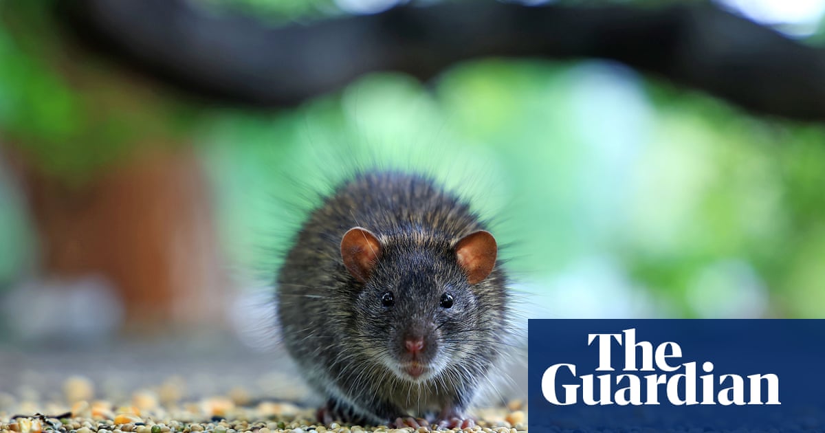 Can Rats Survive in Hot Weather: Surprising Facts Revealed