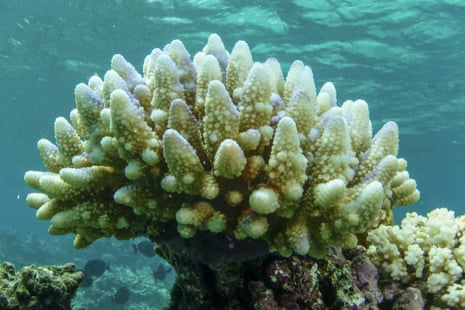 Bleached coral in the Great Barrier Reef