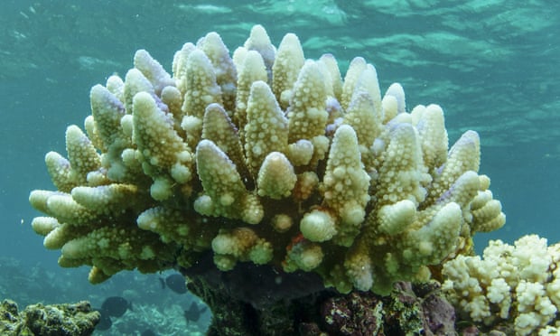 A small bleached staghorn coral on the Great Barrier Reef