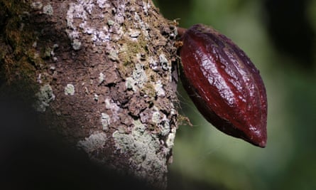 A cocoa pod grows on a farm in Ghana.