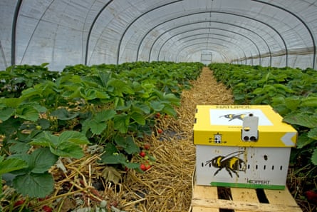 Um túnel cheio de plantas com uma caixa em primeiro plano com a imagem de uma abelha