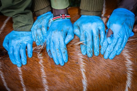 Vets wearing blue gloves check the fur of a mountain bongo.
