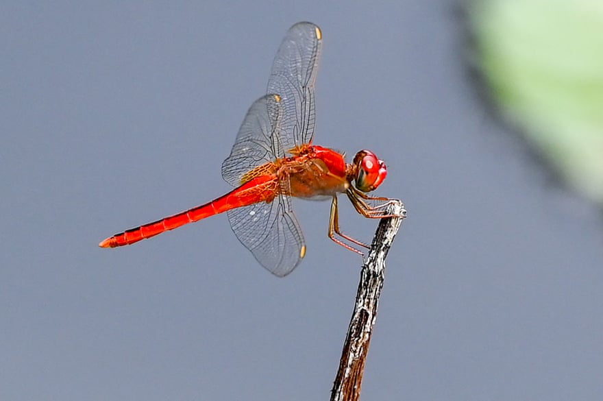 Scarlet skimmer dragonfly