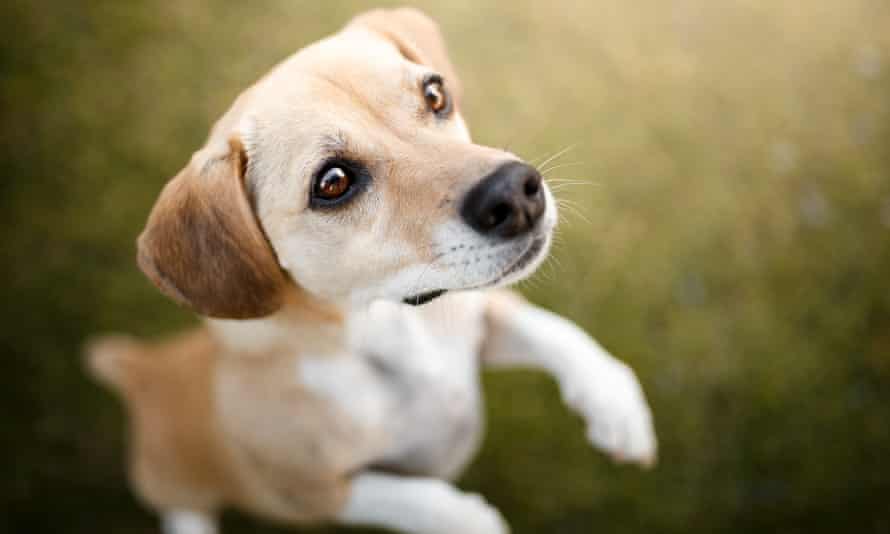puppy