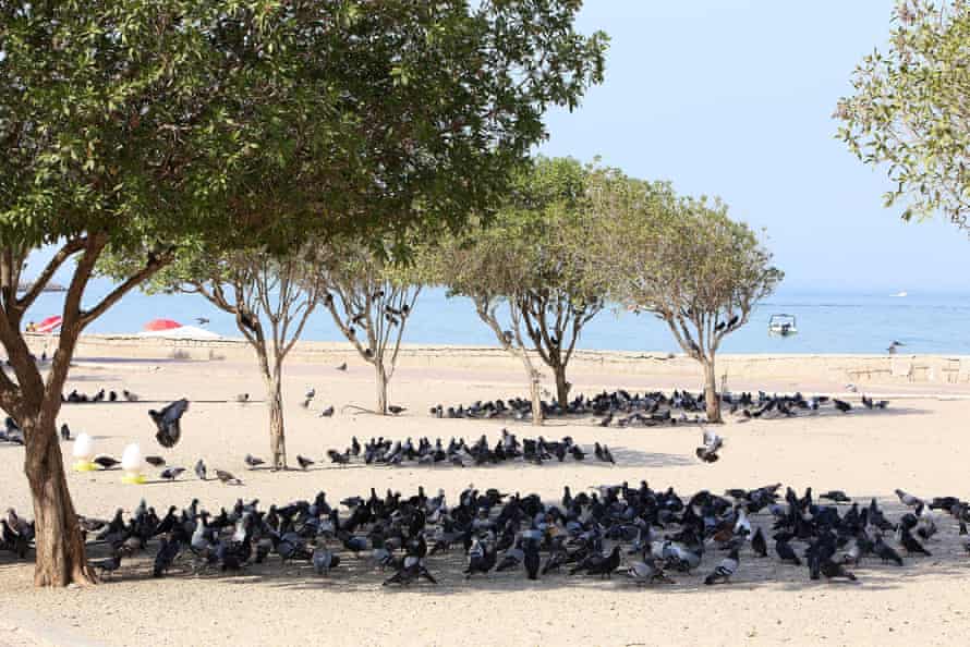 Pigeons take cover under the shade of trees on the seafront of Kuwait City