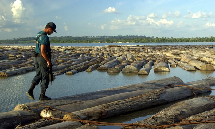 Hardwood From Illegal Logging Makes Its Way Into Uk Stores Environment The Guardian