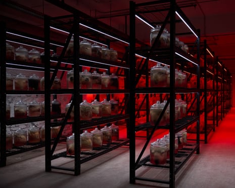 Embalmed sheep’s heads in specimen jars arranged on industrial shelving units