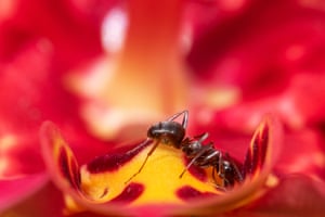 An ant on a flower at the Parc Floral in eastern Paris, France