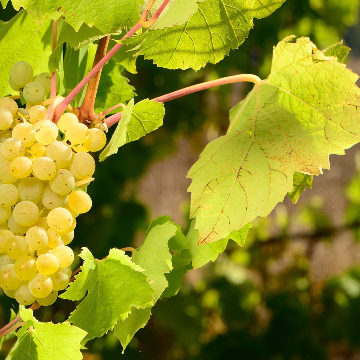 For juicy fruit grow your own wine grapes | Gardening advice | The ...