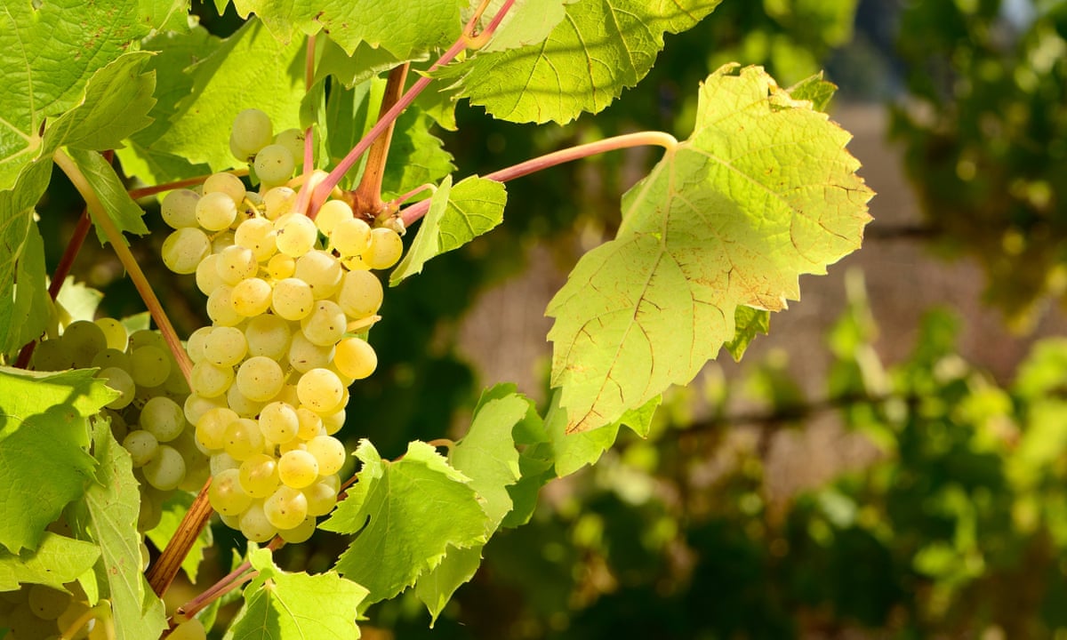 For juicy fruit grow your own wine grapes | Gardening advice | The ...