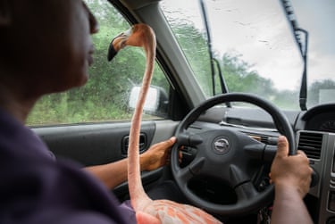 A flamingo's head and long neck lean over a driver's shoulder inside a car