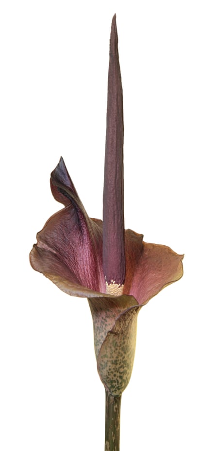 Colour coded: the remarkable Amorphophallus.
