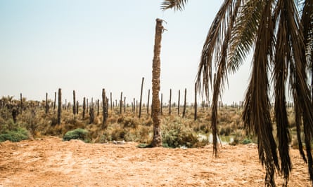 Palm plantations have been destroyed by the high salinity of water.