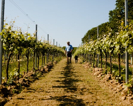 Man walks between vines with a dog
