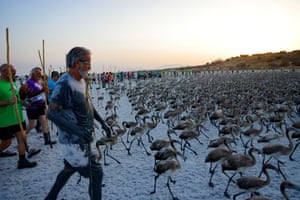 People walk across the lagoon bed ahead of hundreds of flamingo chicks