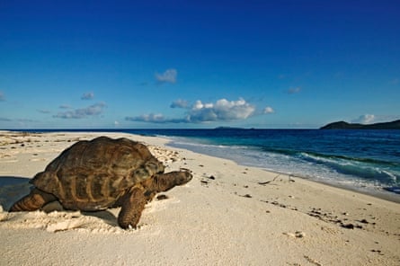 Giant tortoise on the beach