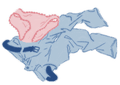 A pair of pink underwear and blue pants crumpled on the floor