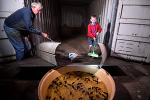 Farmer Col Tink and his grandson chase mice into a water-filled tub acting as a trap in Dubbo, New South Wales, Australia