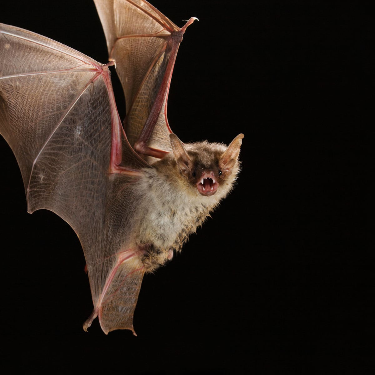 The last bat: the mystery of Britain's most solitary animal | Wildlife |  The Guardian