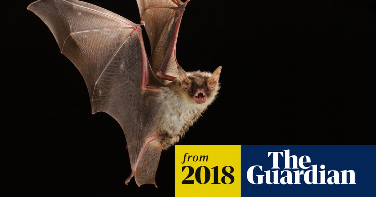 The last bat: the mystery of Britain’s most solitary animal