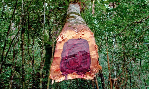 A freshly cut Malagasy rosewood tree illegally logged in Madagascar’s Masoala national park