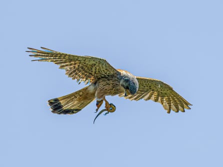 A kestrel carries off a lizard