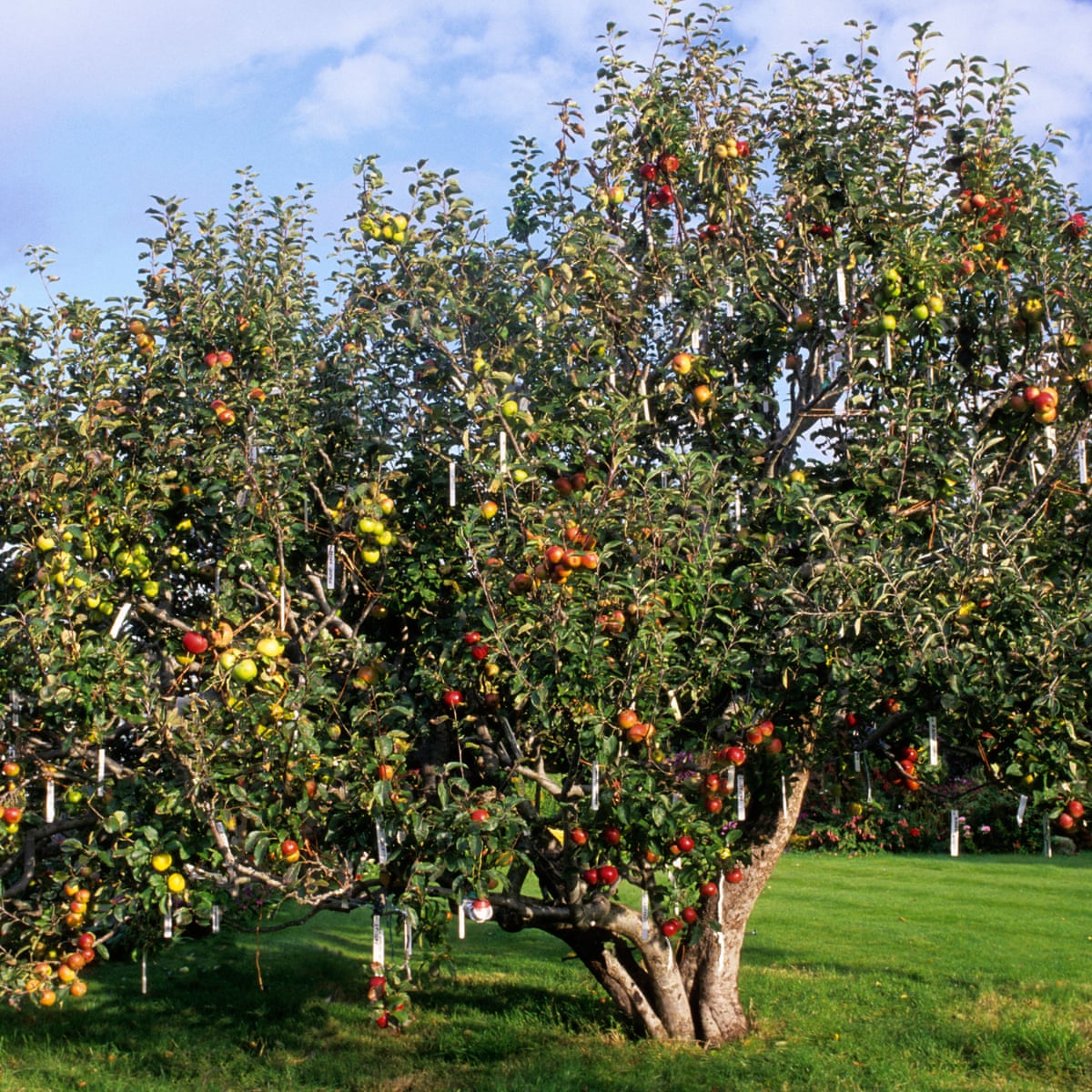 How To Graft Apple Trees Alys Fowler Life And Style The Guardian