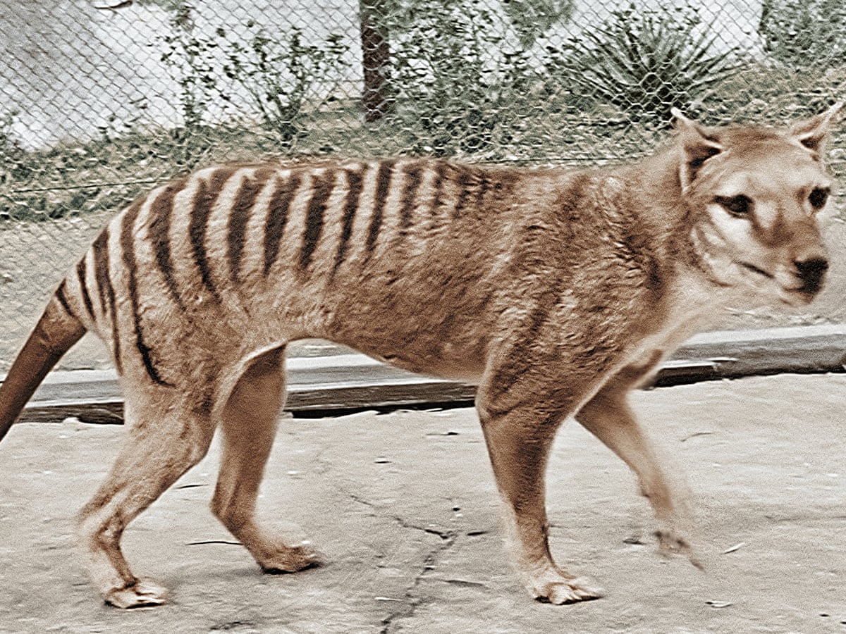 De-extinction puzzle: how decoding numbat DNA could help resurrect the  Tasmanian tiger | Australia news | The Guardian
