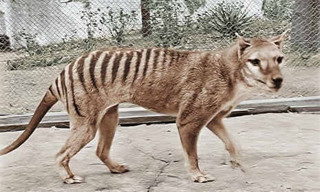 Colourised footage of the last-known surviving Tasmanian tiger – or thylacine
