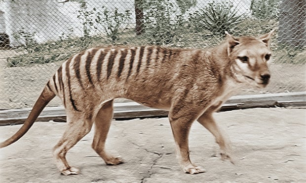 Screenshot of footage of the last known Tasmanian tiger which has been digitised by the National Film and Sound Archive of Australia