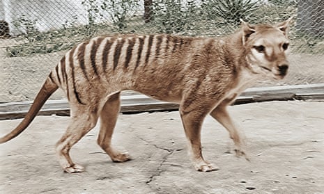 The thylacine, or Tasmanian tiger, went extinct in 1936