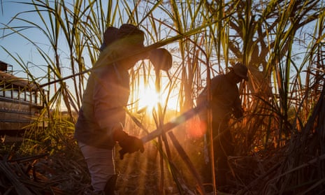 Sugar cane cutters work in the fields