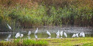 A flock of little egrets