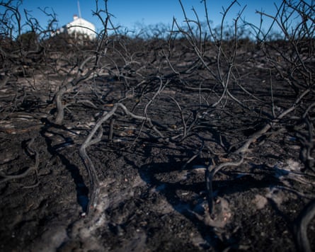 The wildfire has decimated local invertebrates and left rare birds without homes.