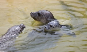 Pups with their mother at the Cornish Seal Sanctuary.