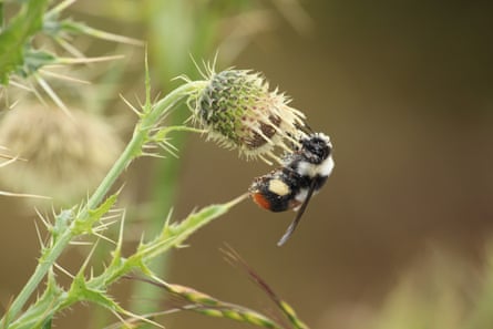A red, white and black bee on a thistle