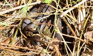 Devon Snake Biology | Science | The Guardian
