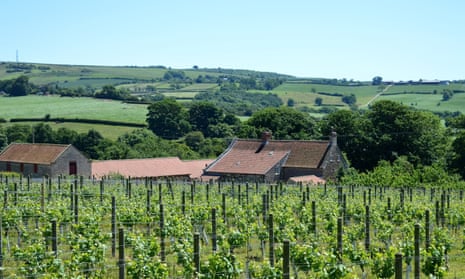 Rows of vines at Ryedale Vineyards, in Malton, with its 15th-century farmhouse, in Yorkshire, UK.