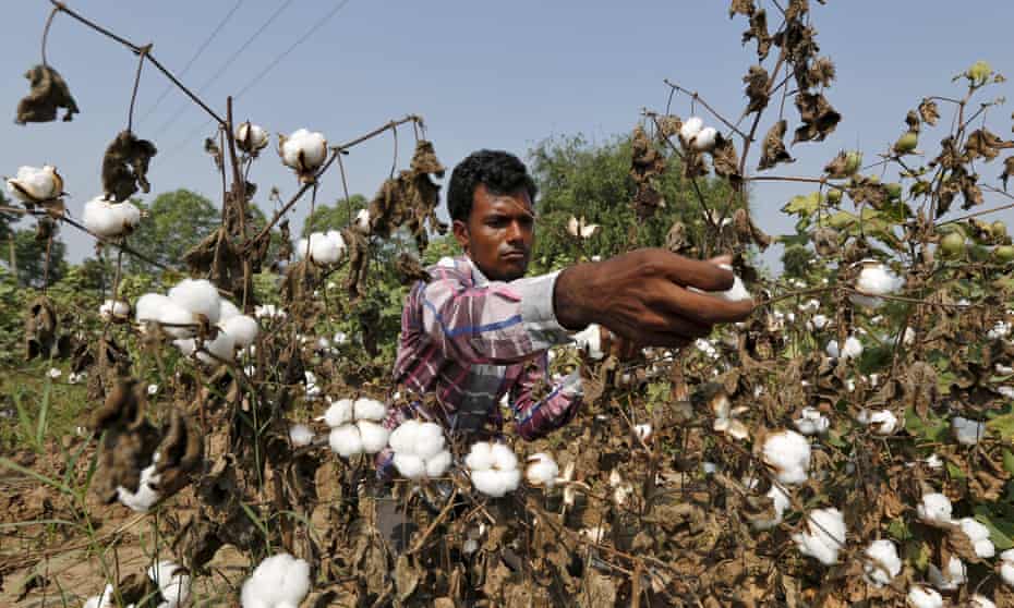Harvesting cotton in India: Pants to Poverty says it supports 5,000 farmers.