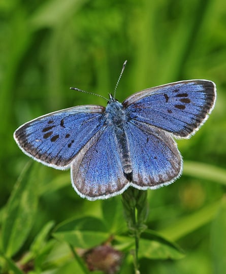 A Large Blue butterfly