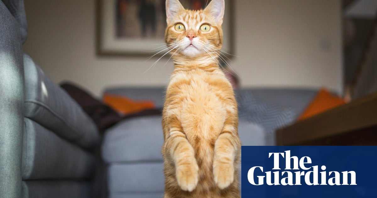 Communi-cat-ive: cats attentive to owner’s voice, research finds