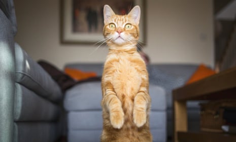 Ginger cat in domestic living room, standing up on his hind legs looking alert and staring past the camera